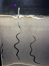 CLUB KAKUREGA - みいの女の子ブログ画像