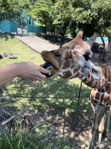CLUB KAKUREGA - みいの女の子ブログ画像