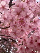 CLUB KAKUREGA - ことはの女の子ブログ画像