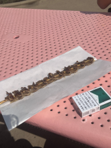 CLUB KAKUREGA - せりなの女の子ブログ画像