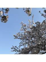 ときめき女学院 - ねねの女の子ブログ画像