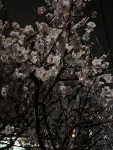 ベイビーモコ - りおの女の子ブログ画像