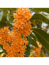 さくらん　関内 - あんなの女の子ブログ画像