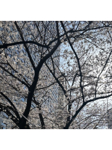 ZOOM - ヒナノの女の子ブログ画像