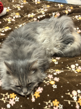 CLUB KAKUREGA - ゆいの女の子ブログ画像