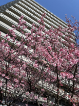 CLUB KAKUREGA - ゆいの女の子ブログ画像