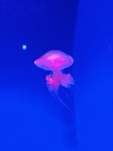 No.081 - ララの女の子ブログ画像
