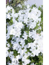 Alegria - あいりの女の子ブログ画像