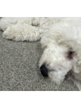 ときめき女学院 - りりの女の子ブログ画像