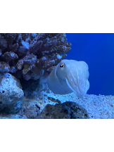 さくらん　関内 - えめの女の子ブログ画像