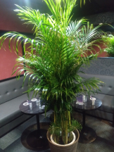 Club PiPi - pipiスタッフの女の子ブログ画像