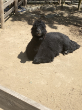 Club PiPi - pipiスタッフの女の子ブログ画像