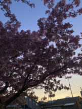 Club PiPi - pipiスタッフの女の子ブログ画像