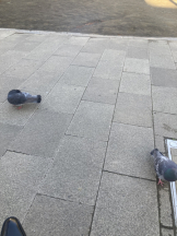 Club PiPi - pipiスタッフの女の子ブログ画像