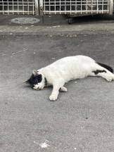 Club PiPi - pipiスタッフの女の子ブログ画像