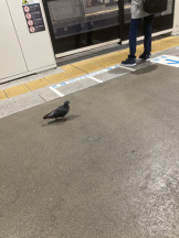 Club PiPi - pipiスタッフの女の子ブログ画像