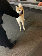 Club PiPi - pipiスタッフの女の子ブログ画像