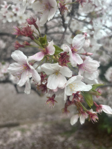 アイドルリーグ - あずきの女の子ブログ画像