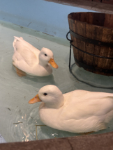 はっち 神田店 - みずきの女の子ブログ画像