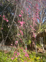 Felice(フェリス) - さきの女の子ブログ画像