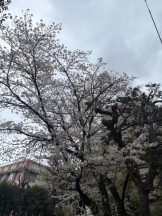 Felice(フェリス) - さきの女の子ブログ画像