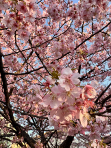ギャルゲッチュ 藤沢 - おとの女の子ブログ画像
