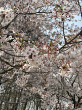 Ronno - あおいの女の子ブログ画像