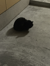 アチュゲッチュ - けいの女の子ブログ画像