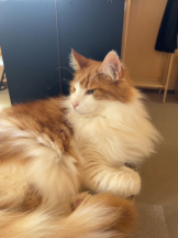 アチュゲッチュ - けいの女の子ブログ画像