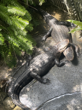 アチュゲッチュ - けいの女の子ブログ画像