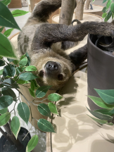 アチュゲッチュ - けいの女の子ブログ画像