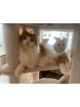 アチュゲッチュ - けいの女の子ブログ画像