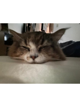 Felice(フェリス) - りんの女の子ブログ画像