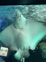 Felice(フェリス) - りんの女の子ブログ画像