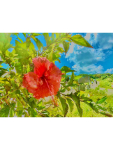 Felice(フェリス) - りんの女の子ブログ画像