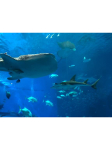 Felice(フェリス) - りんの女の子ブログ画像