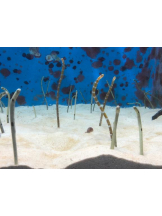 Felice(フェリス) - りんの女の子ブログ画像