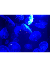 Felice(フェリス) - りんの女の子ブログ画像