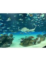 Felice(フェリス) - りんの女の子ブログ画像