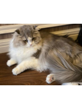 Felice(フェリス) - りんの女の子ブログ画像