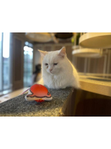 Felice(フェリス) - りんの女の子ブログ画像