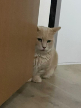 Felice(フェリス) - りんの女の子ブログ画像