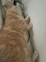 Felice(フェリス) - りんの女の子ブログ画像