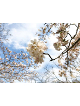 Felice(フェリス) - りんの女の子ブログ画像