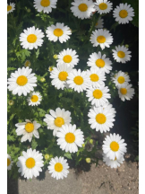 Felice(フェリス) - りんの女の子ブログ画像