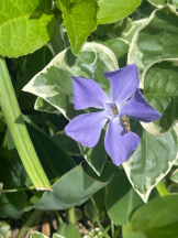 Felice(フェリス) - りんの女の子ブログ画像