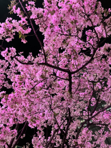 Ronno - らんの女の子ブログ画像