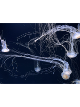 Ronno - らんの女の子ブログ画像