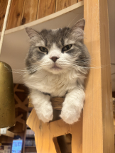 はっち８ - おとはの女の子ブログ画像