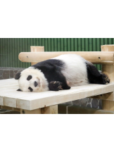 はっち８ - おとはの女の子ブログ画像